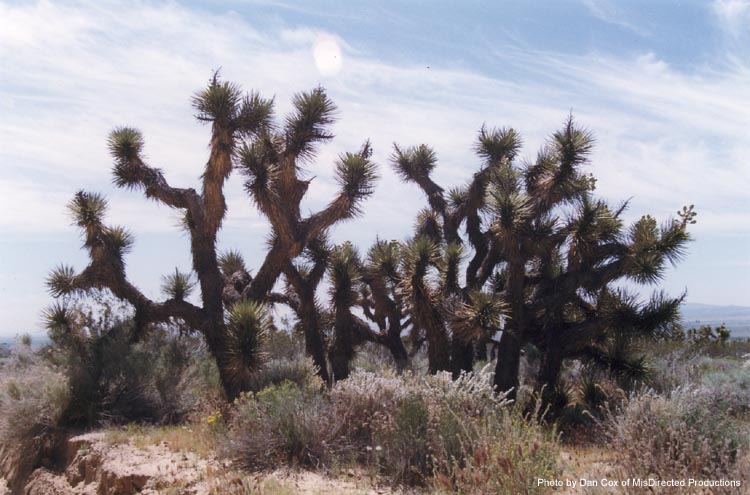 Mojave01